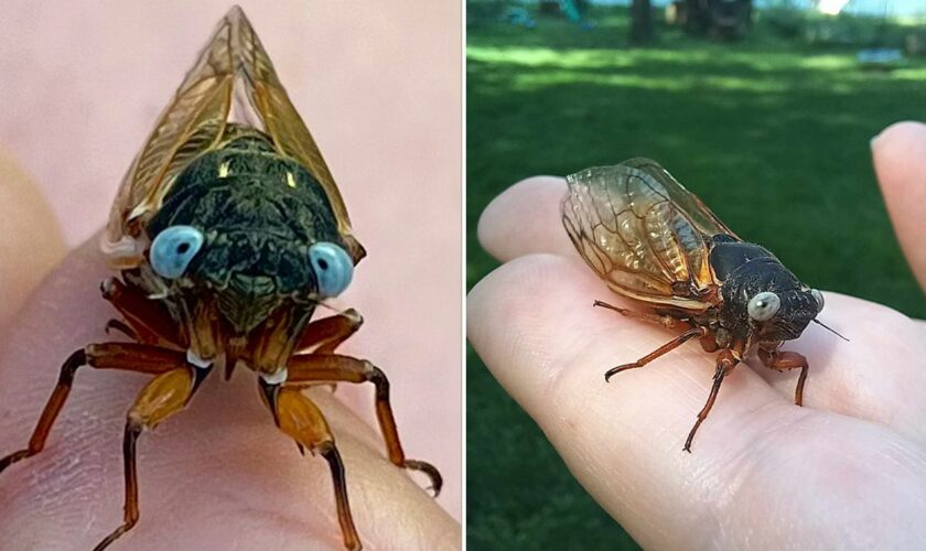 Extremely rare "blue-eyed" cicada spotted in Chicago suburb