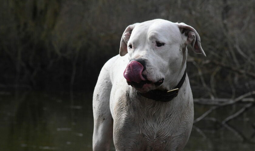 Une ancienne maire tuée par un chien dans le Gard : "Que faisait-il sans muselière ?" demande le procureur