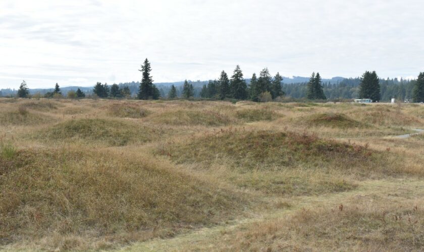 Rongeurs ou inondation? Le mystère des monts de Mima reste entier