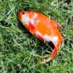 Handout photo dated 01/06/24 of a goldfish in Dr Ben Beska's garden. The junior doctor has gone viral on social media after finding a goldfish lying on his grass with "no idea" how it ended up in his garden. Dr Beska, 33, from Newcastle, said he saw a group of magpies squawking in his garden on Saturday and went out to investigate when he spotted the fish lying in the grass. Acting quickly, the NHS cardiology doctor retrieved the animal and placed it in a freezer drawer filled with water, saying