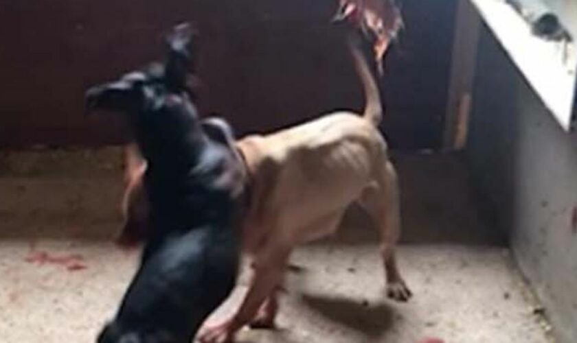 'Dr Death' and Essex gang who held brutal dog fights jailed