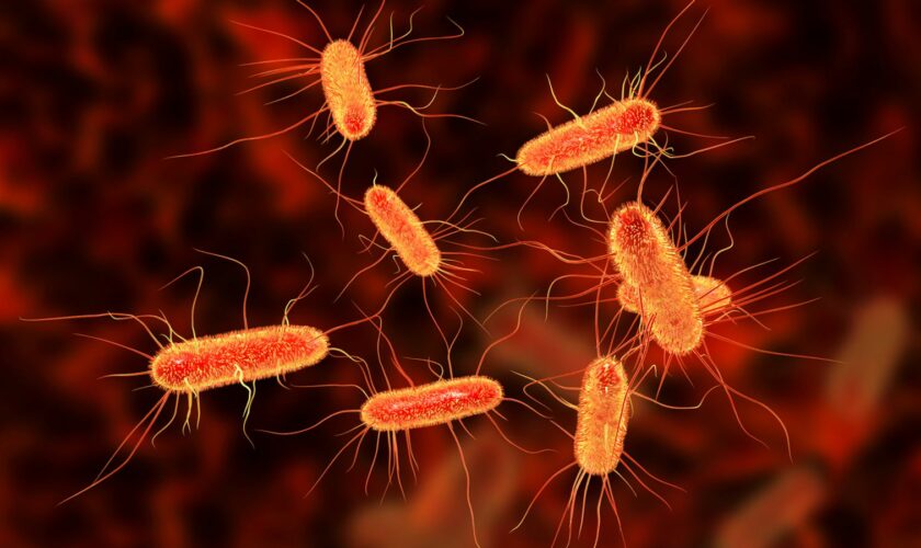 E.coli bacteria. Pic: Dr Microbe/iStock