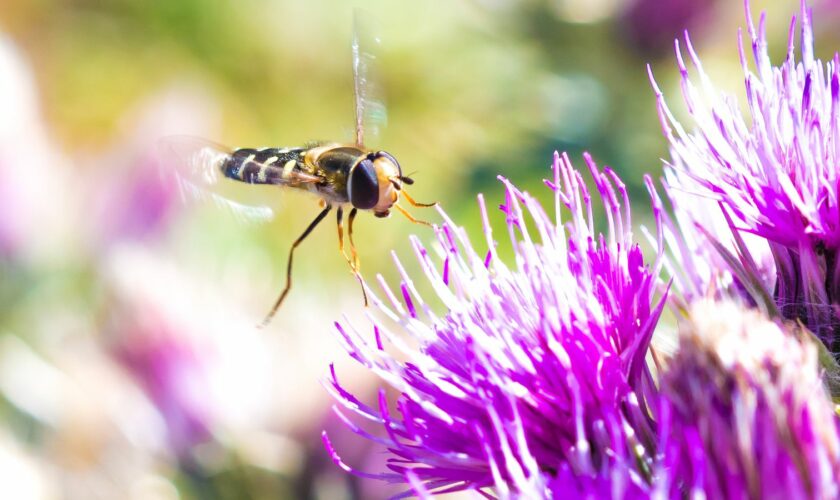 A pied hoverfly. Pic: Will Hawkes