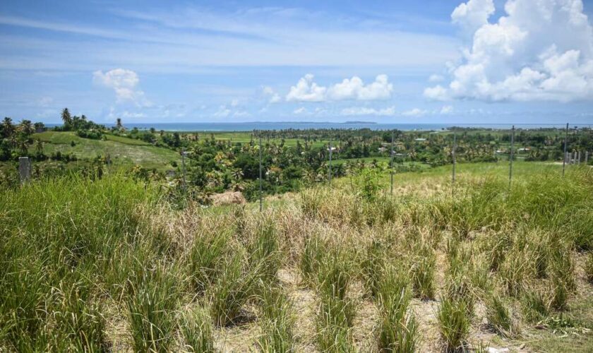 Dans les Caraïbes, le vétiver pour protéger des effets des ouragans