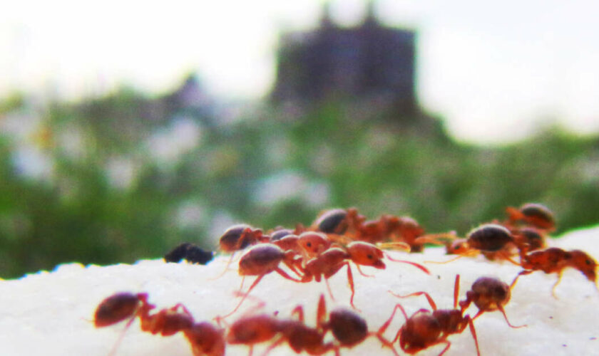 L’armée australienne a un nouvel ennemi : les fourmis de feu