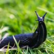 Gardener shares two unexpected tricks to banish slugs for good - and it's natural