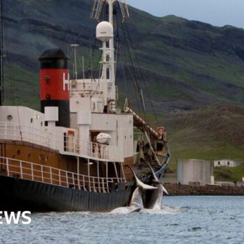 Iceland grants whale hunting permit despite animal welfare concerns