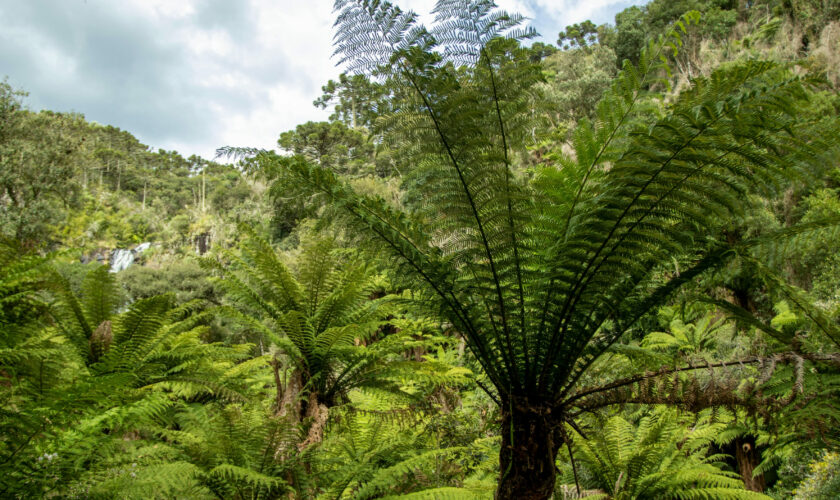 On commence tout juste à comprendre le cycle de l'eau de la forêt amazonienne