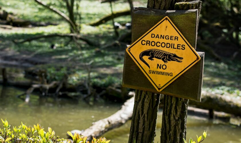 There are believed to be about 100,000 crocodiles in the Northern Territory. File pic.