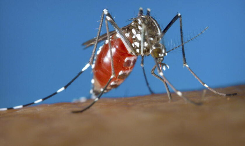 Premier cas autochtone de dengue : «Les moustiques tigres émergent de plus en plus tôt dans l’année»