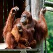 Watch live: Walter the oracle orangutan predicts winner of England and Spain Euro 2024 final