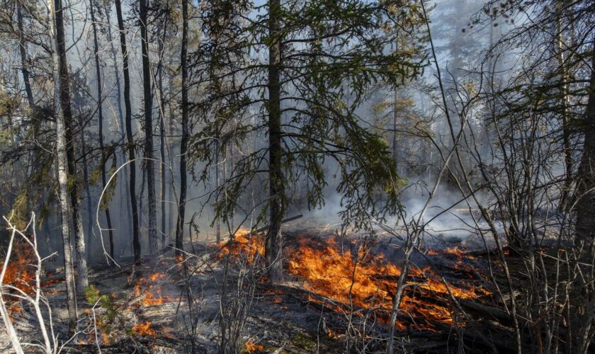 Waldbrände: Tausende fliehen vor Waldbränden im Nordosten Kanadas