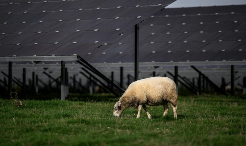 Un mouton paît devant les panneaux solaires d'un champ agrivoltaïque près de Verneuil, dans la Nièvre, le 17 octobre 2022