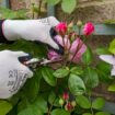 What is deadheading and is it really necessary?