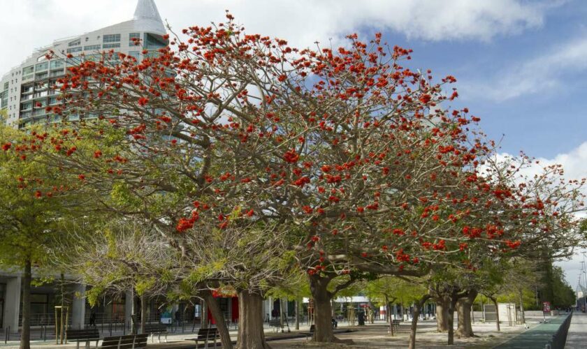 Le Congrès des botanistes vote pour débaptiser les plantes au nom raciste