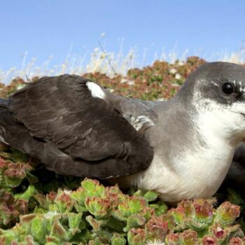 Le pétrel des Desertas, oiseau marin chasseur d’ouragans