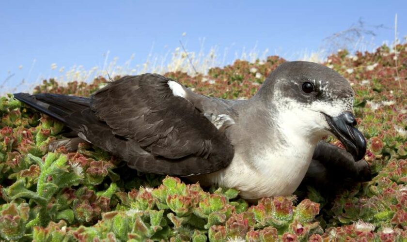 Le pétrel des Desertas, oiseau marin chasseur d’ouragans