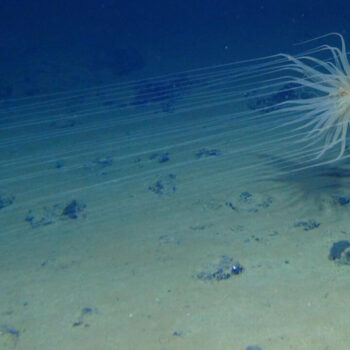 Un "oxygène noir" fabriqué dans les abysses de l'océan Pacifique a été découvert