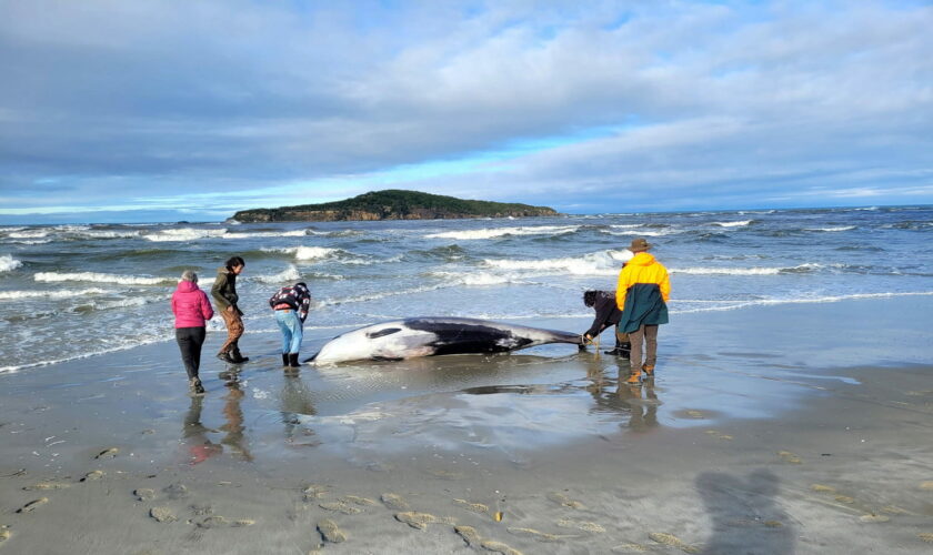 La baleine la plus rare et mystérieuse du monde retrouvée échouée sur une plage