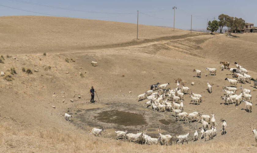 La Sicile à genoux face à la sécheresse : “On embarque des bêtes pour l’abattoir”