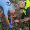 Gareth Richards, from the Gower Seal Group, helps South Wales Police identify the remains of a seal at Rhossili. Pic: South Wales Police