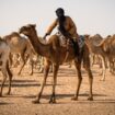 Un éleveur de dromadaires conduit son troupeau près de Dakhla, au Sahara occidental, le 13 octobre 2019