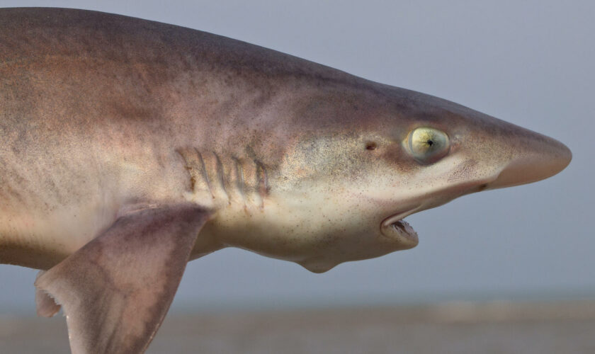 Ces requins ont eu des bébés seules et les chercheurs ne s’en réjouissent pas