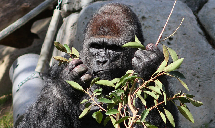 Au zoo, les gorilles passent trop de temps devant les écrans