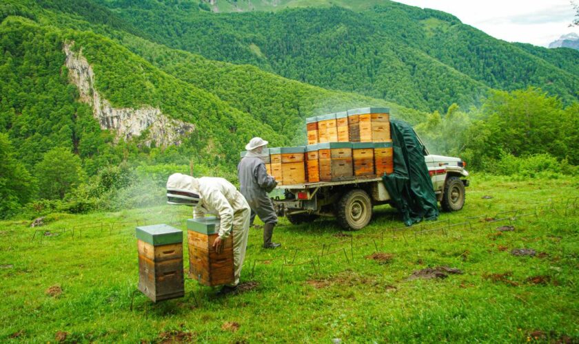 Avec ces apiculteurs qui font transhumer leurs abeilles dans la vallée d’Alpe au côté des ours bruns