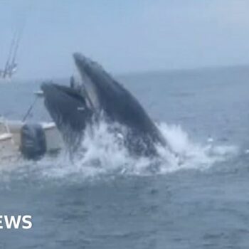 Breaching whale capsizes boat and sends two people overboard