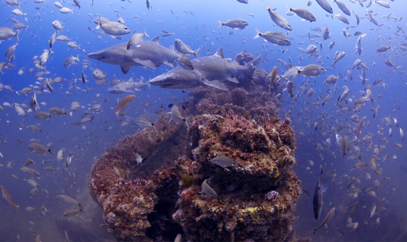 Certaines épaves de la Seconde Guerre mondiale font le bonheur des créatures sous-marines