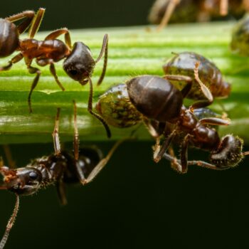 Certaines fourmis amputent leurs congénères pour leur sauver la vie