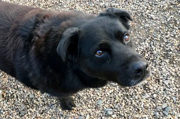 Dad of two had half his face removed after dog Jessie sniffed out cancer