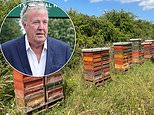 Diddums! Jeremy Clarkson buzzes back at local ramblers who complained about being stung by bees near his Diddly Squat farm