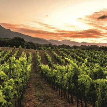 En Corse, roadtrip d’exception dans des vignobles en plein renouveau, entre terre et mer