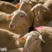 Greece imposes restrictions to tackle 'goat plague'