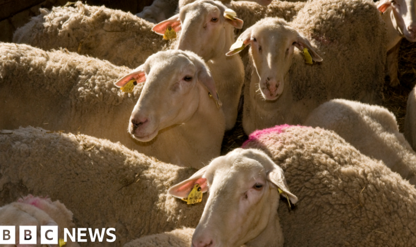 Greece imposes restrictions to tackle 'goat plague'