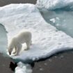 Grönland: Eisbär greift deutschen Forscher an