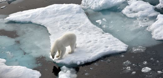 Grönland: Eisbär greift deutschen Forscher an