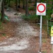 Italy: Bear shot dead after attack on hiker