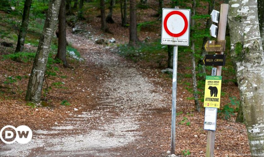 Italy: Bear shot dead after attack on hiker