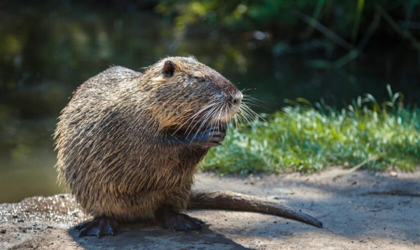 La Seine déclarée enfin baignable pour les ragondins