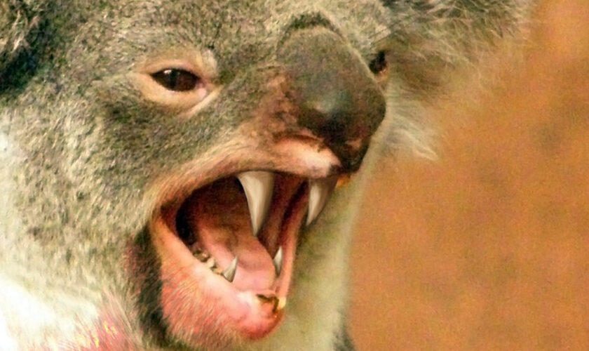 Le drop bear, animal le plus effrayant d'Australie, n'existe pas