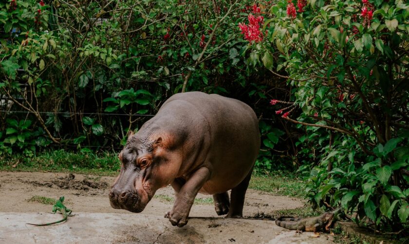 Les hippopotames peuvent voler (ou presque)