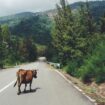 Les routes remodèlent notre planète et modifient l'ADN des animaux