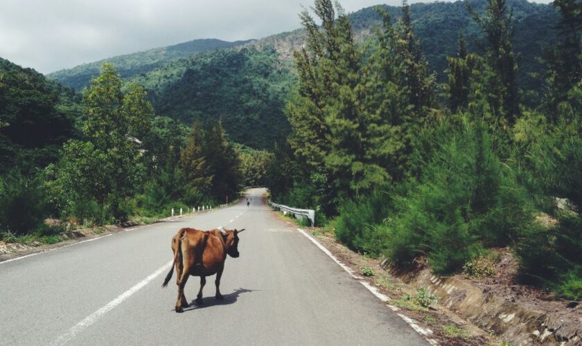 Les routes remodèlent notre planète et modifient l'ADN des animaux