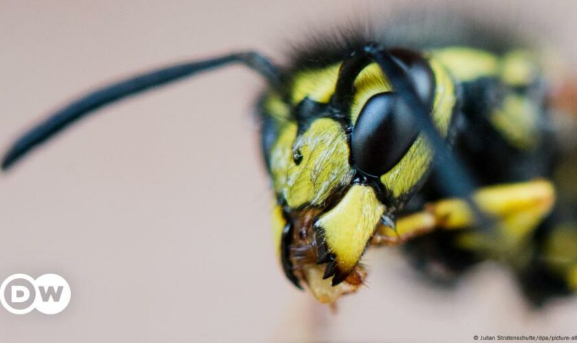 Mosquitoes, flies and wasps: the unsung heroes of pollination