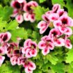 Popular 79p kitchen spice is a gardening 'game-changer' - and blooms geraniums