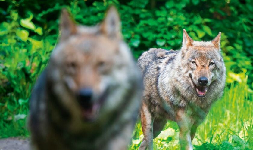 Qui du chien ou du loup est le plus dangereux ?