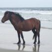 Rare Outer Banks stallion euthanized after being hit by off-road vehicle